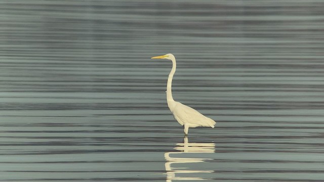 Great Egret - ML414489991