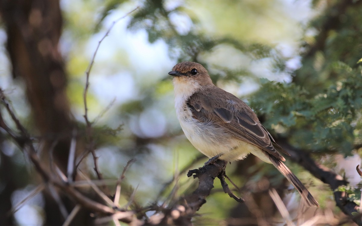 Marico Flycatcher - Soeren Andersen