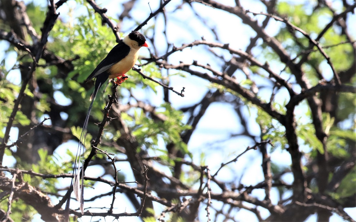 Shaft-tailed Whydah - Soeren Andersen