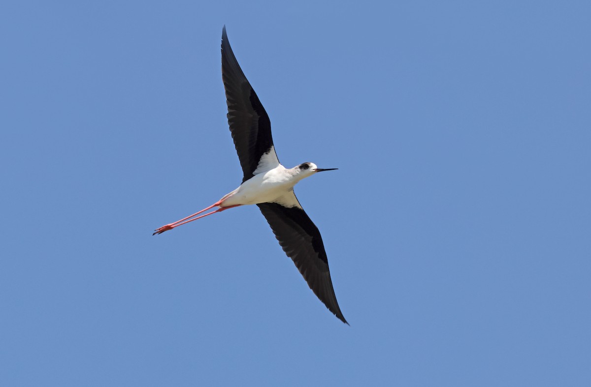 Black-winged Stilt - ML414491081