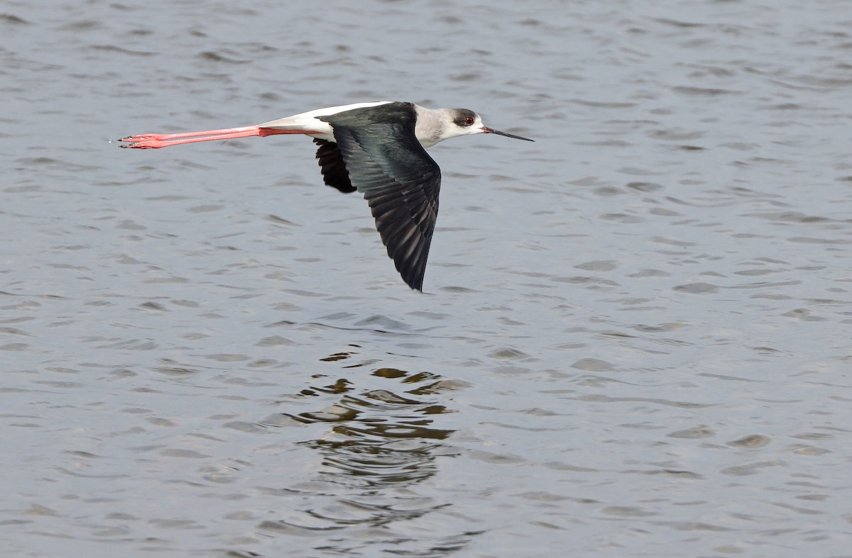 Black-winged Stilt - Robert Hutchinson