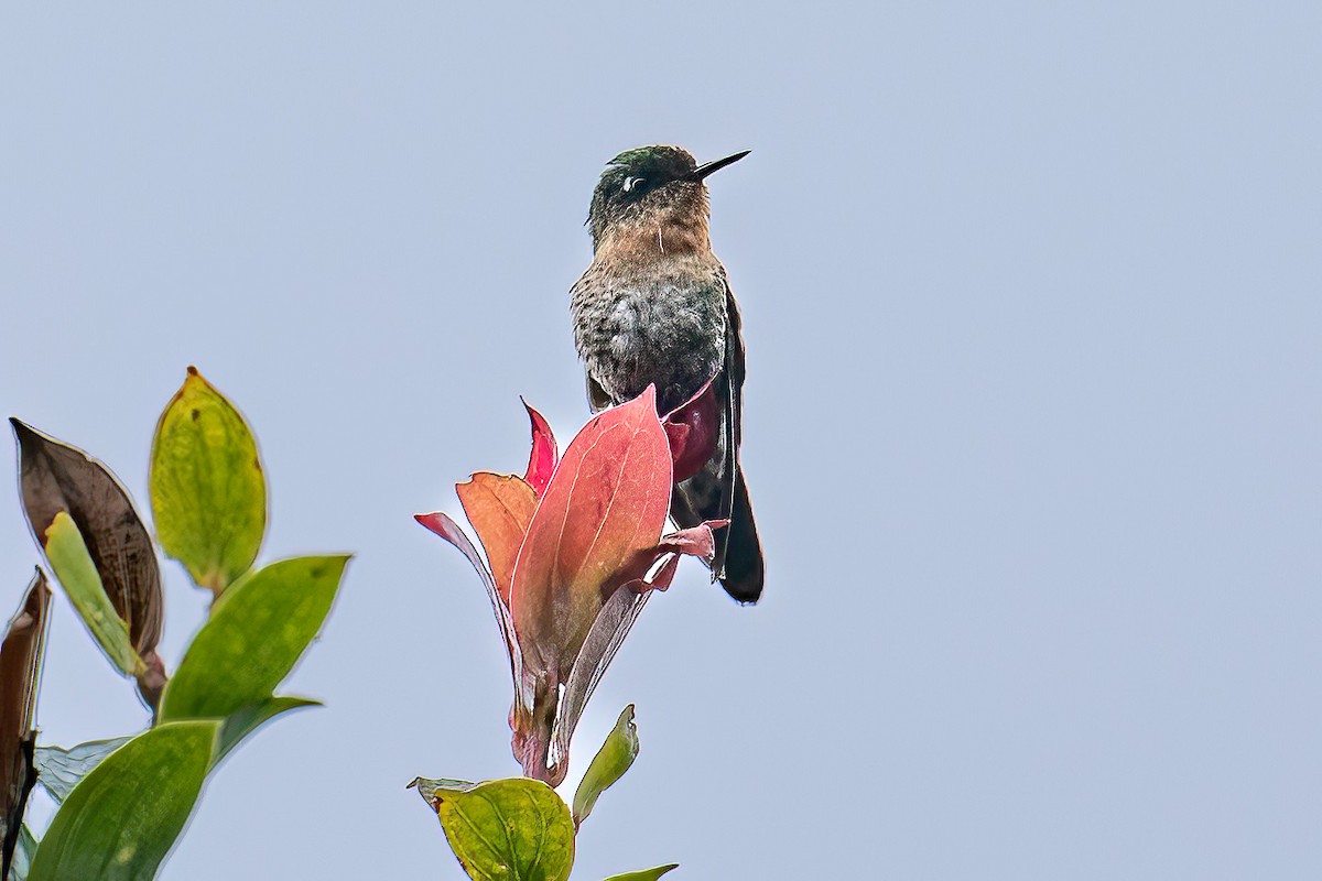 Tyrian Metaltail - Chris S. Wood