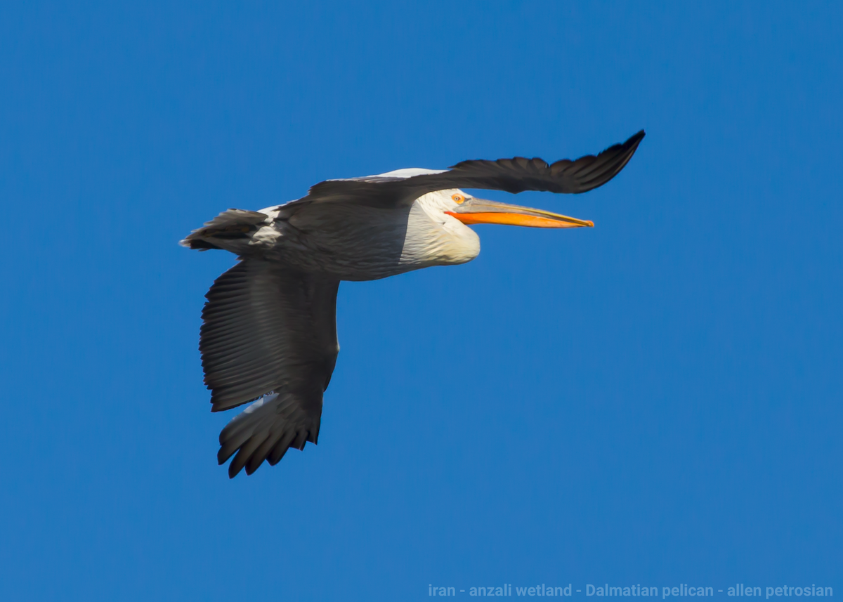 Dalmatian Pelican - ML414494151