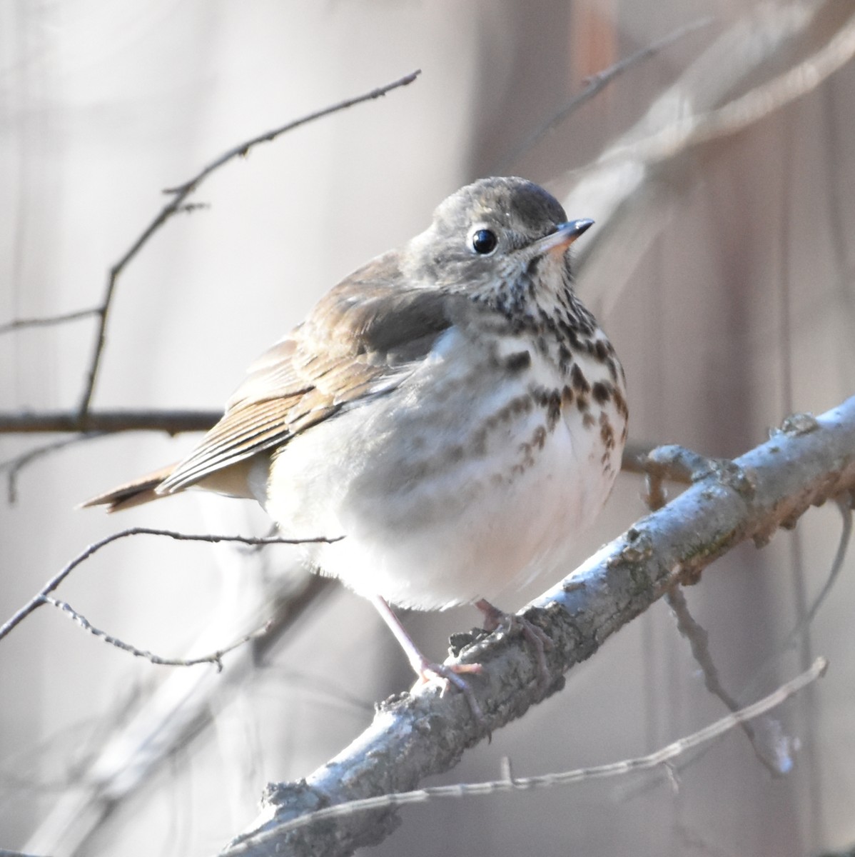 Hermit Thrush - ML414494741