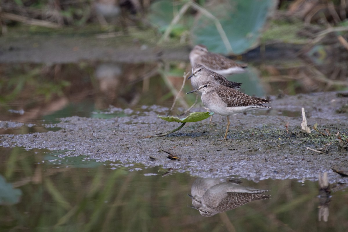 Wood Sandpiper - Benjamin Bechgaard Lisse