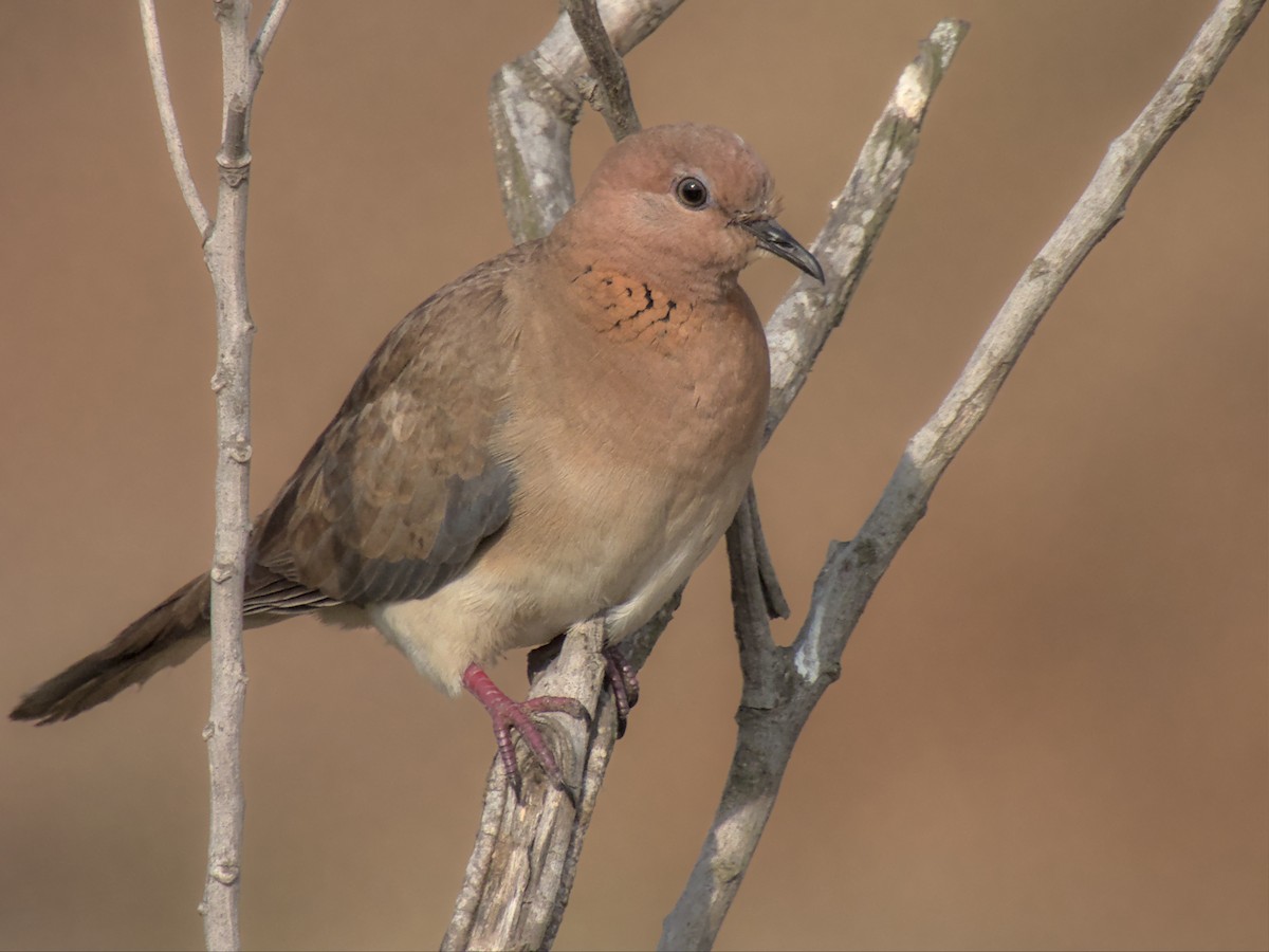 Laughing Dove - ML414495481