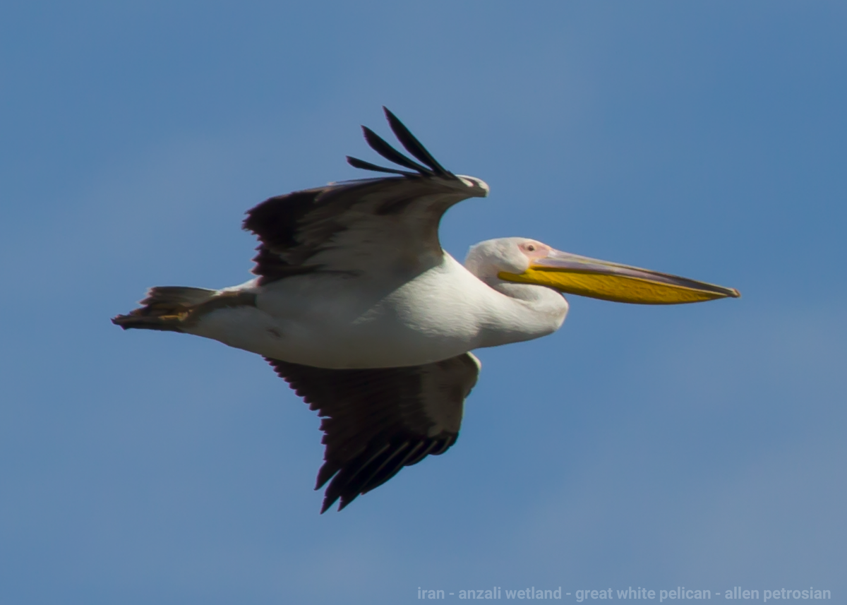 Great White Pelican - ML414495501