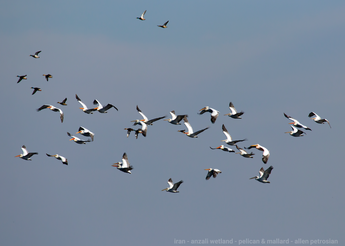 Dalmatian Pelican - ML414496411