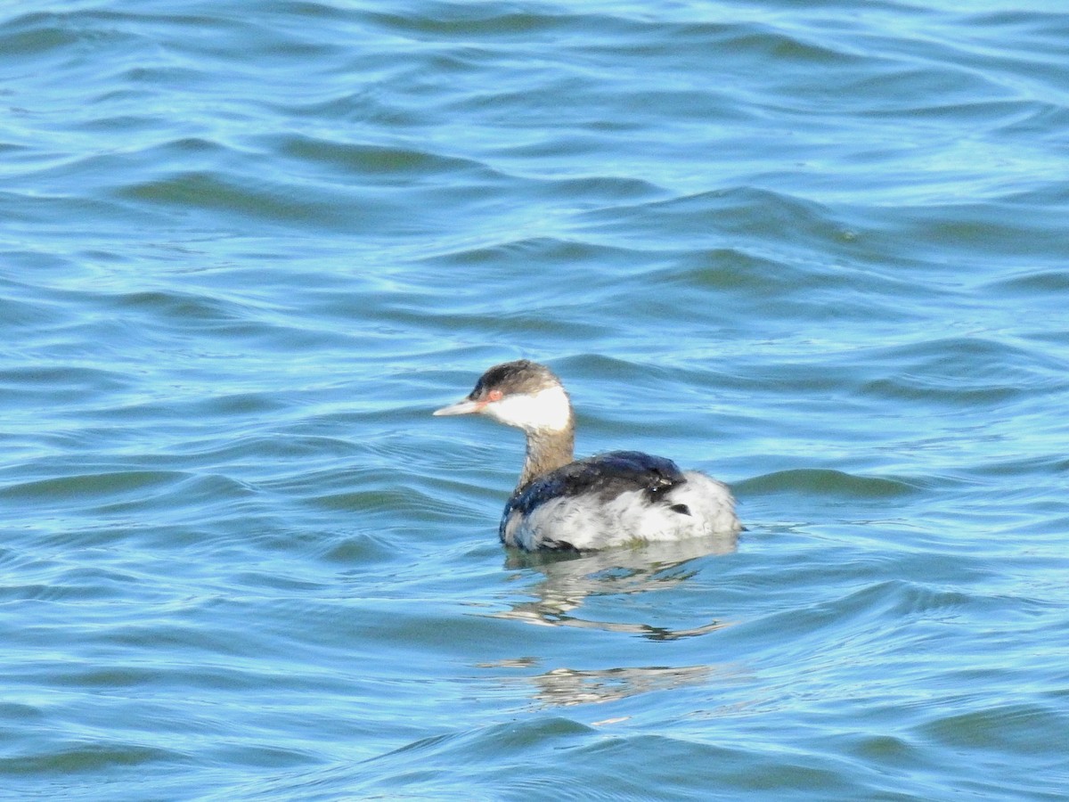 Horned Grebe - ML414496631