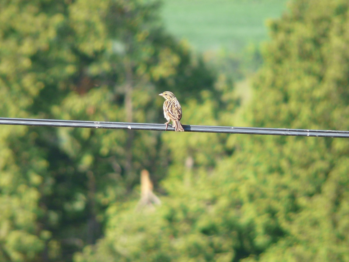 Savannah Sparrow (Savannah) - ML41449741