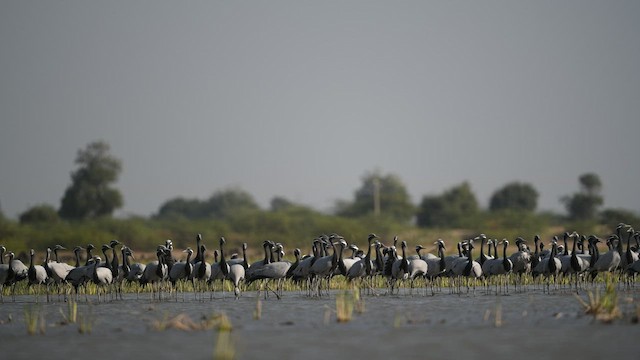 Demoiselle Crane - ML414497721