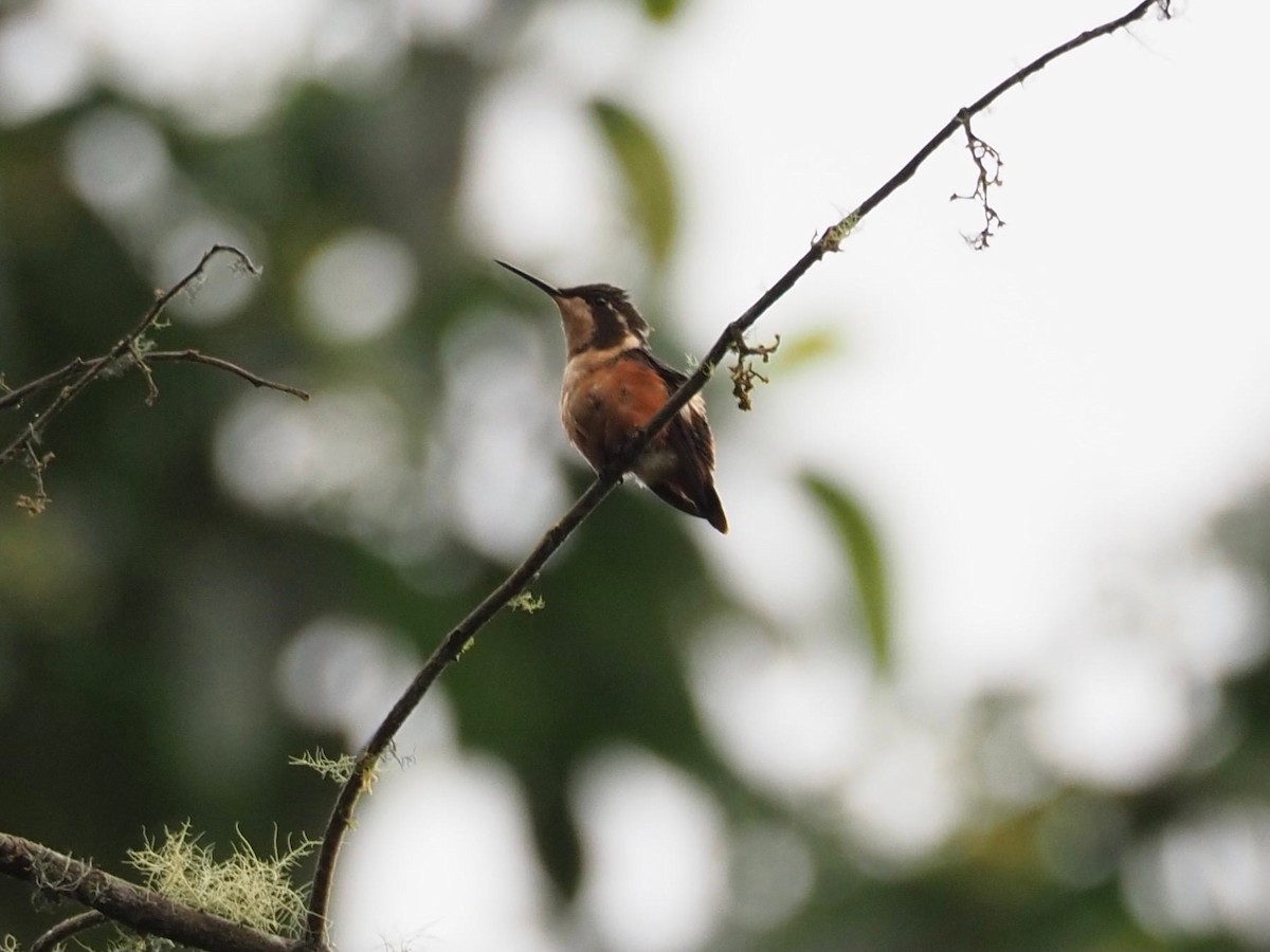 Purple-throated Woodstar - Kelly Siderio