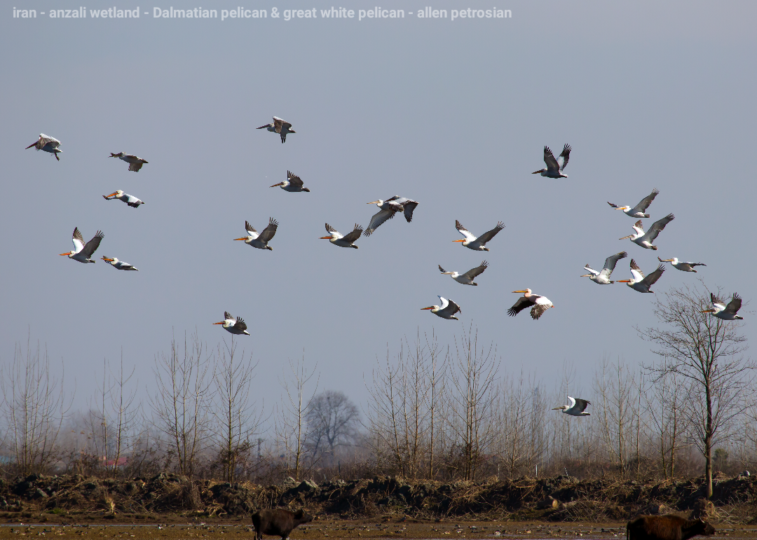 Dalmatian Pelican - ML414498071