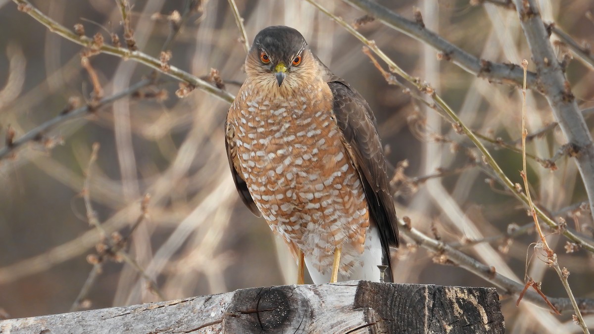 Sharp-shinned Hawk - ML414498361