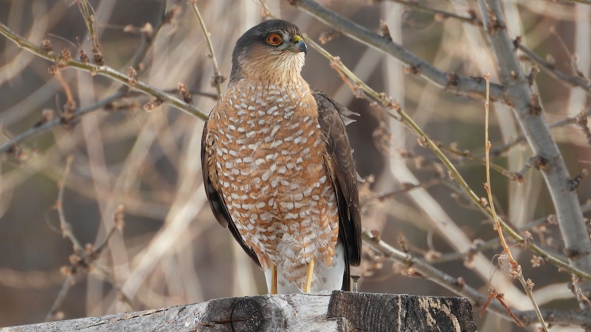 Sharp-shinned Hawk - ML414498381