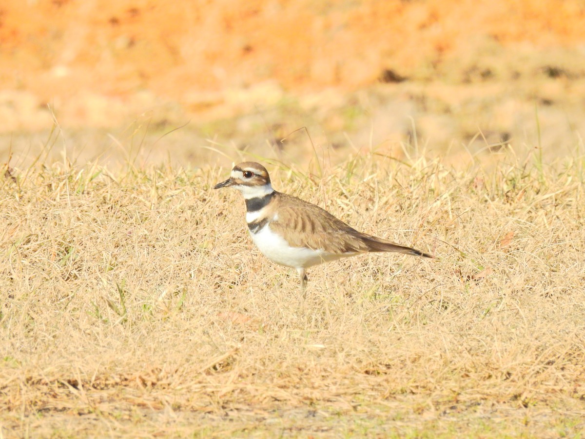 Killdeer - Logan Firmin