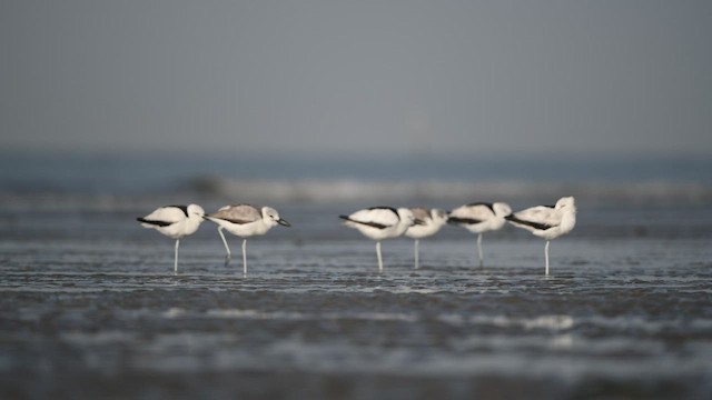 Crab-Plover - ML414499581