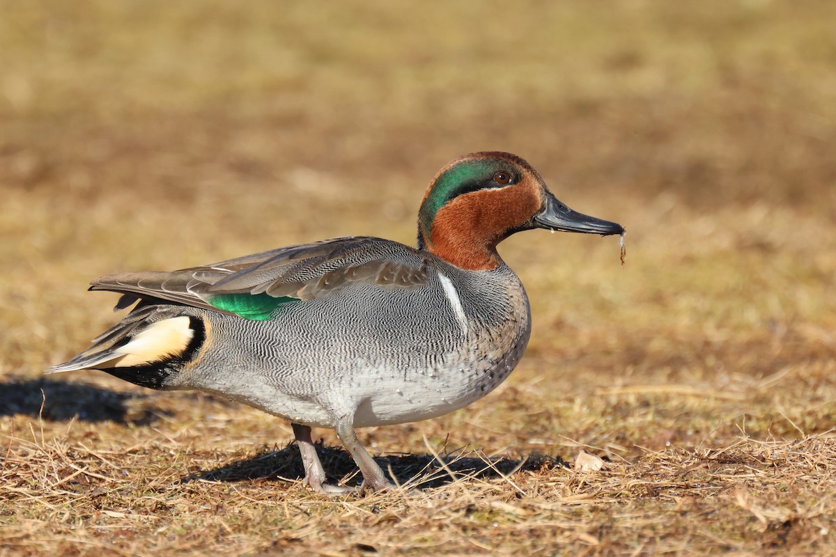 Green-winged Teal (American) - Andy Wilson