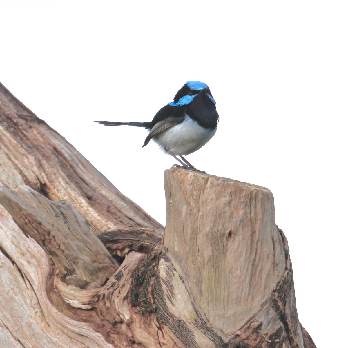 Superb Fairywren - ML414500441