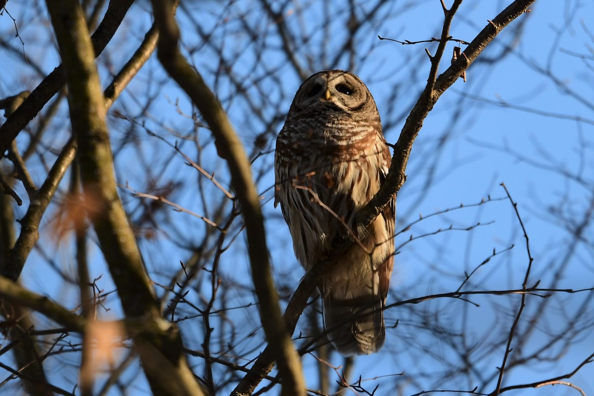 Barred Owl - ML414500891