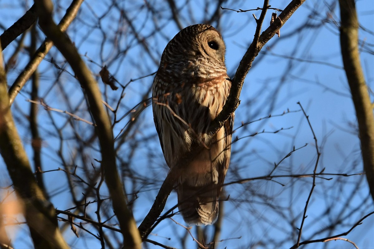 Barred Owl - ML414500991