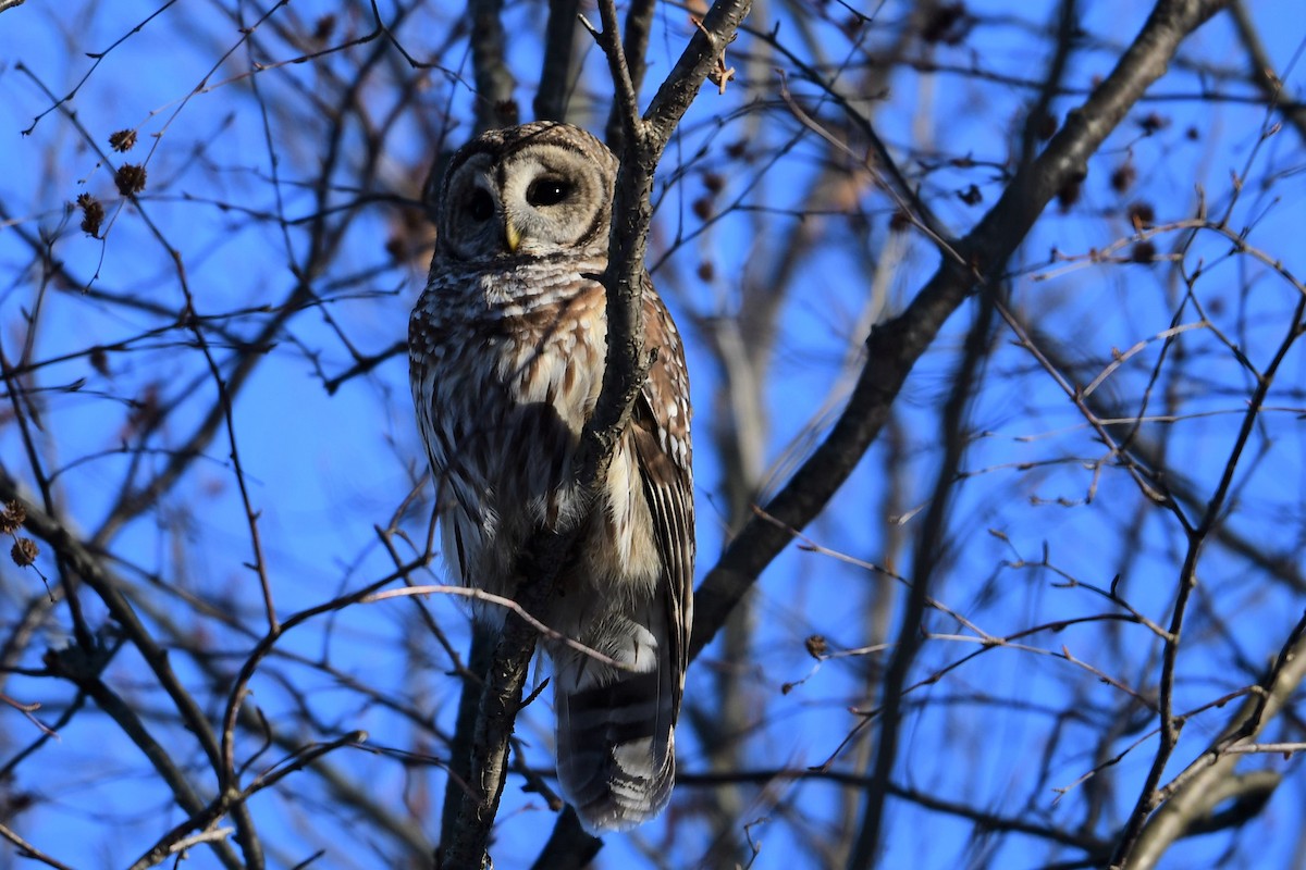 Barred Owl - Paul Herwood