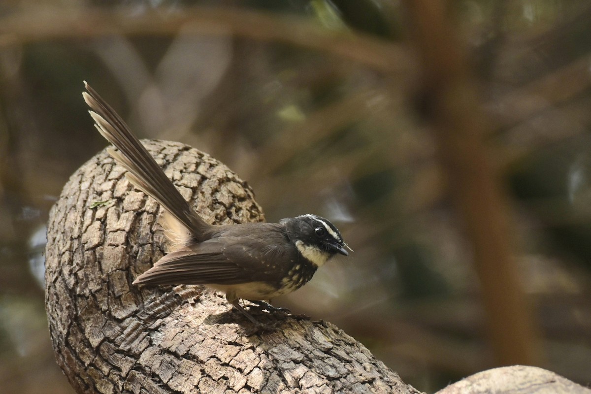 Spot-breasted Fantail - ML414501291
