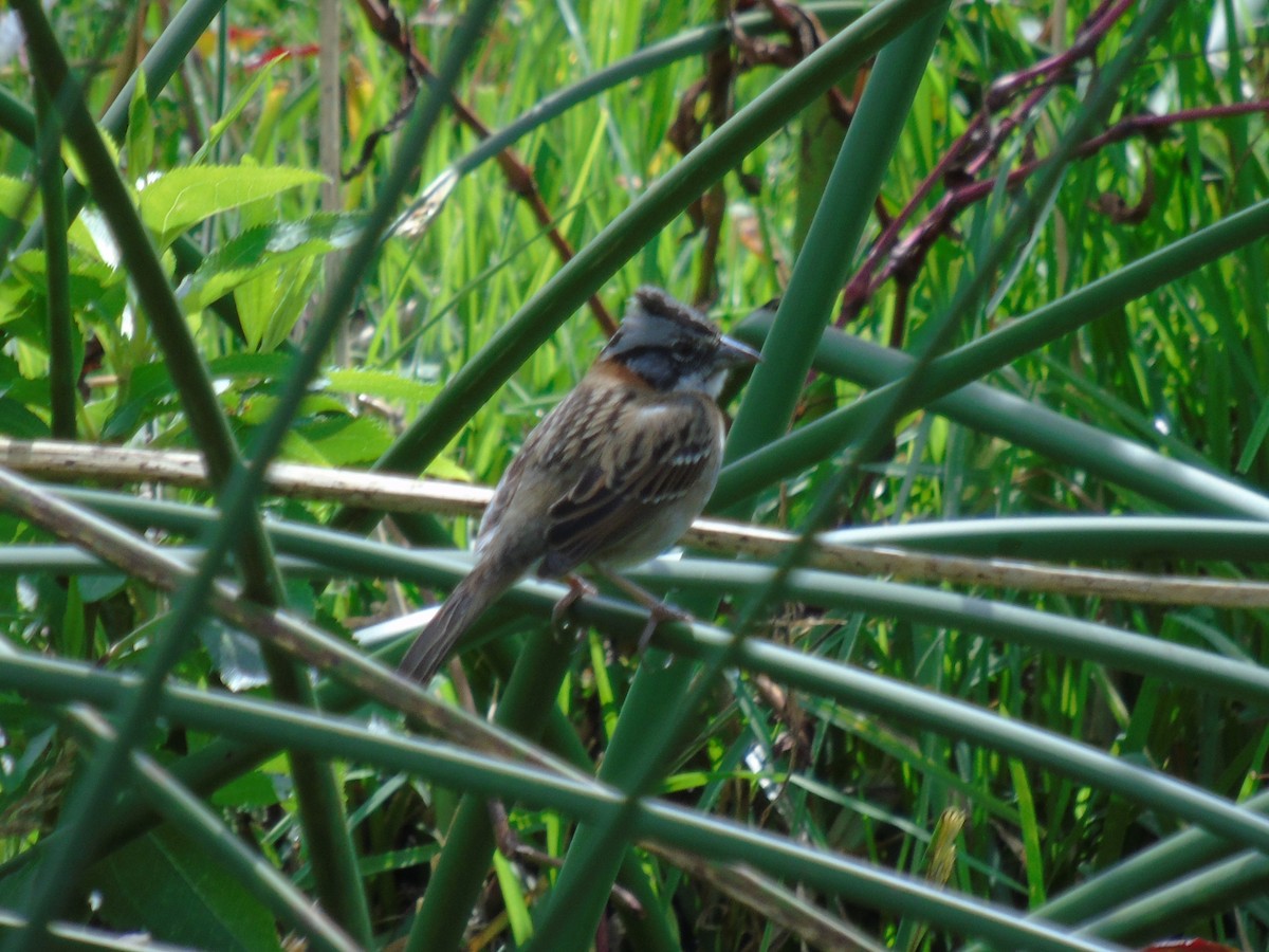 Rufous-collared Sparrow - ML414501951