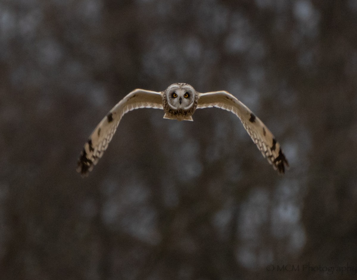 Short-eared Owl - Mary Catherine Miguez