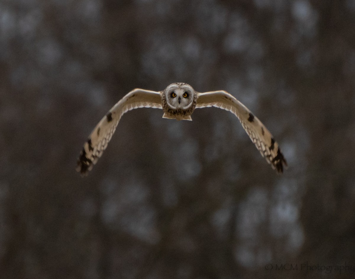 Short-eared Owl - ML414502041