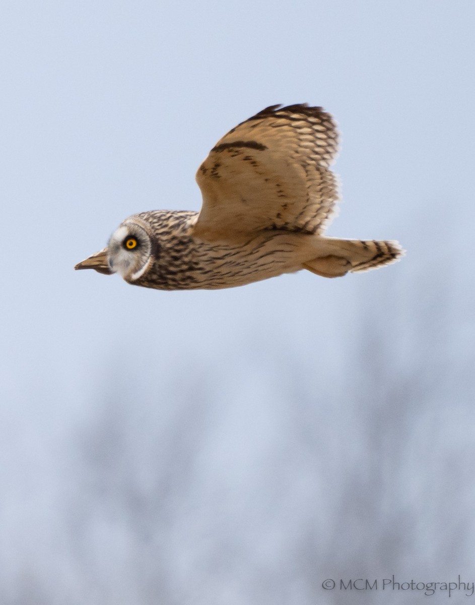 Short-eared Owl - Mary Catherine Miguez