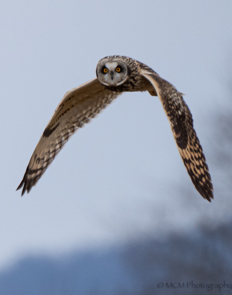 Short-eared Owl - Mary Catherine Miguez