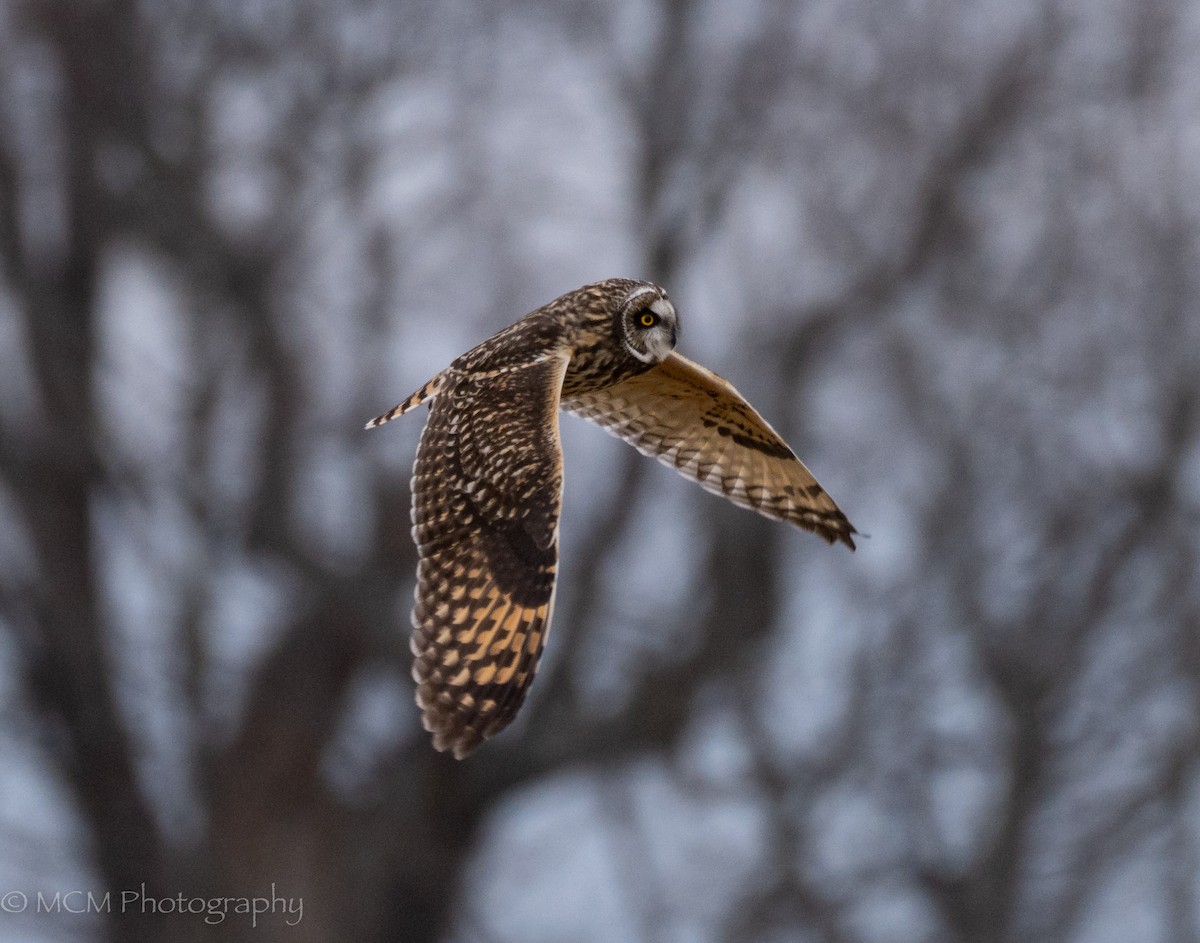 Short-eared Owl - Mary Catherine Miguez