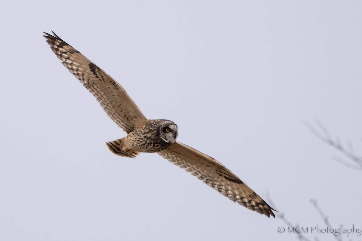 Short-eared Owl - Mary Catherine Miguez