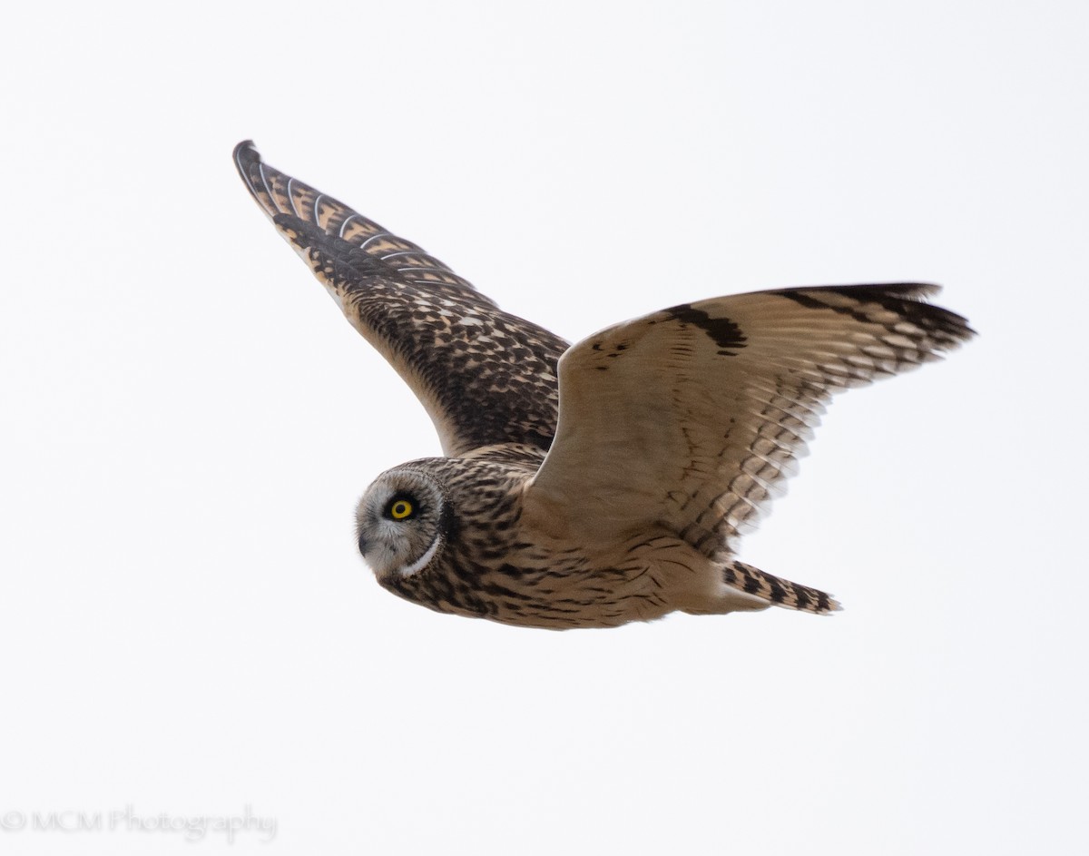 Short-eared Owl - Mary Catherine Miguez
