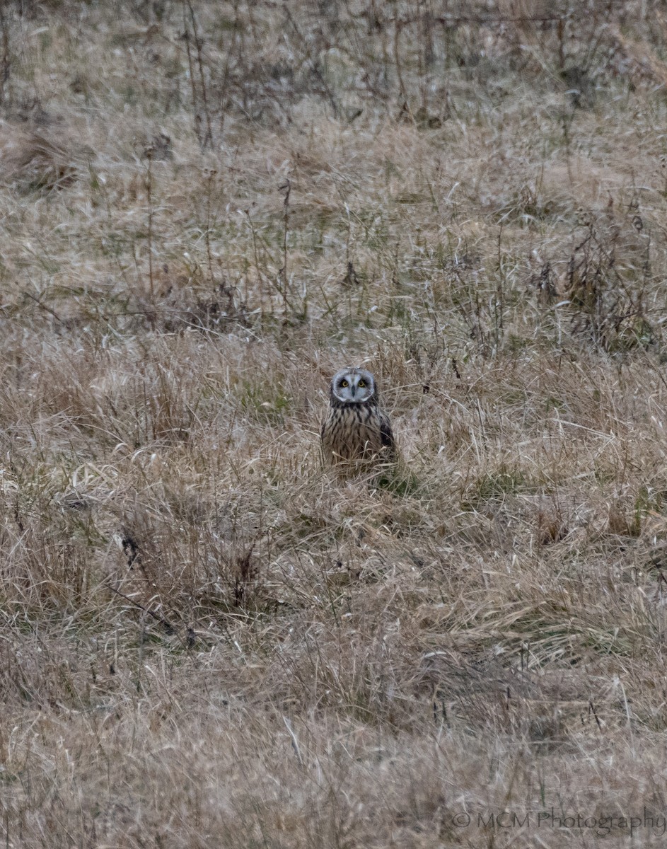 Short-eared Owl - ML414502141