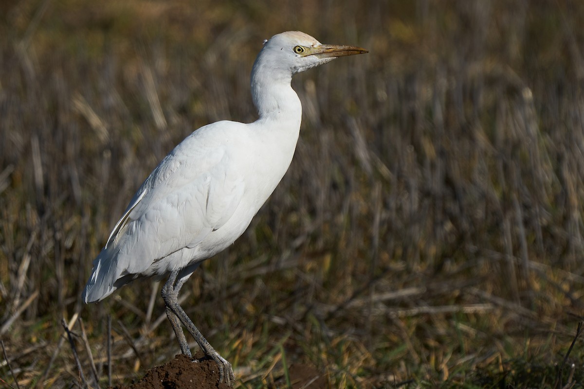 Western Cattle Egret - Miguel Rouco
