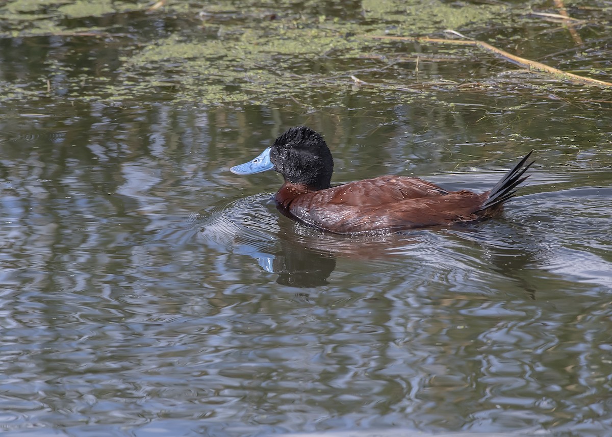 Andean Duck - ML414503891