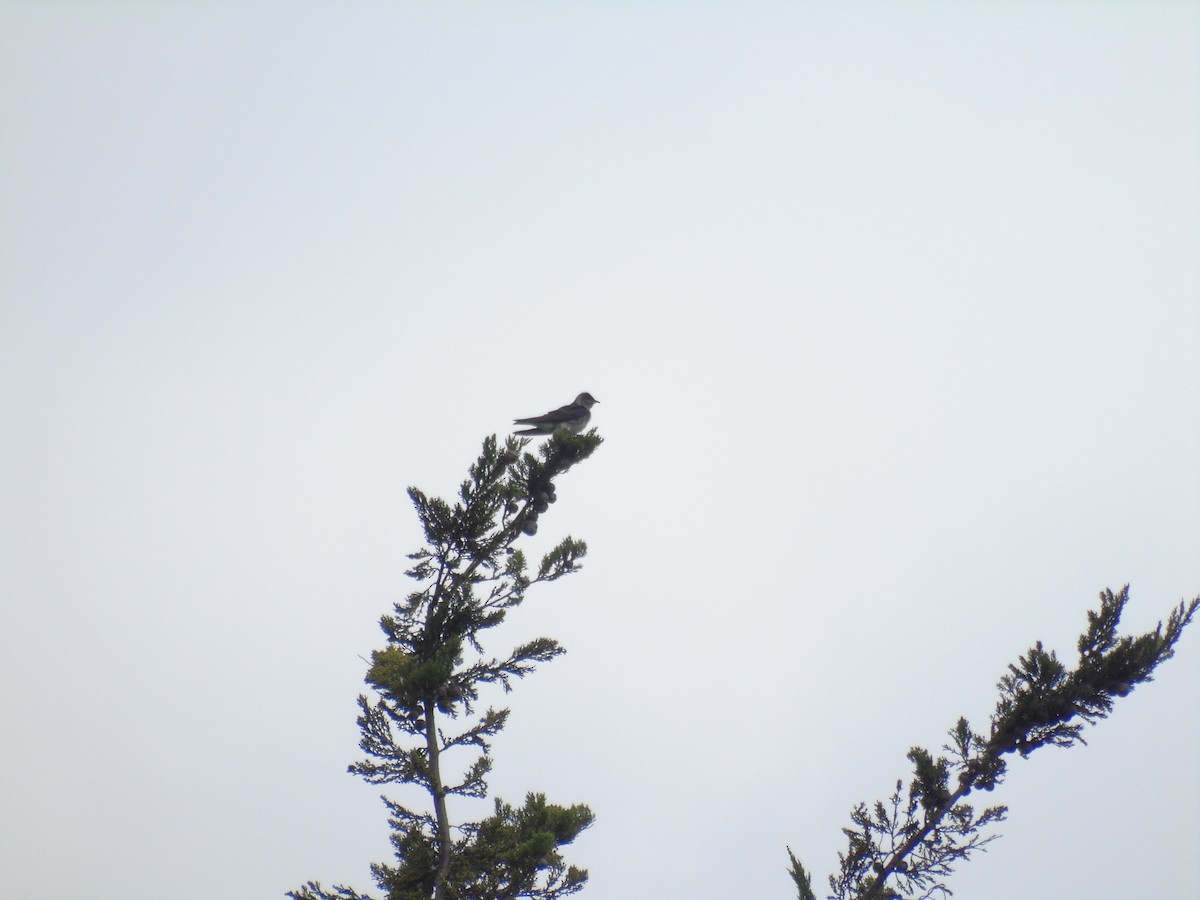 Gray-breasted Martin - ML414504011