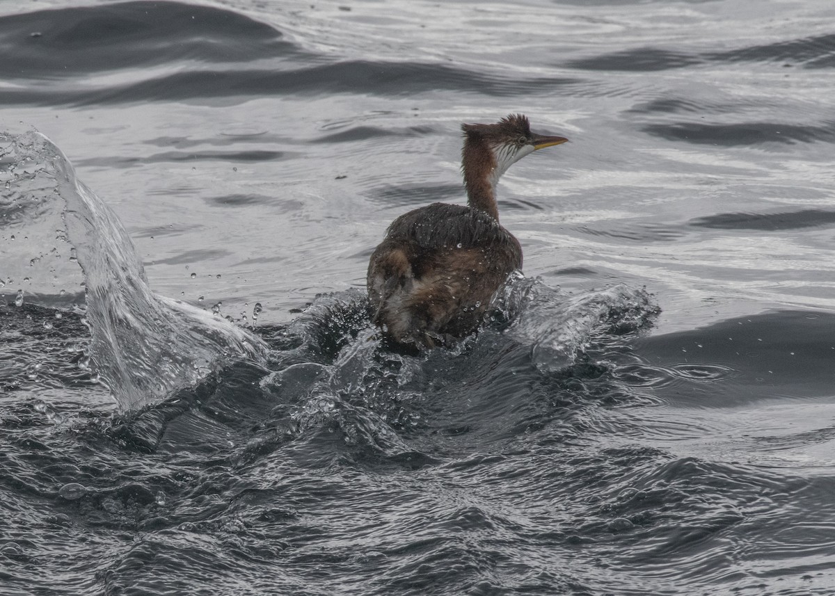 Titicaca Grebe - ML414504151