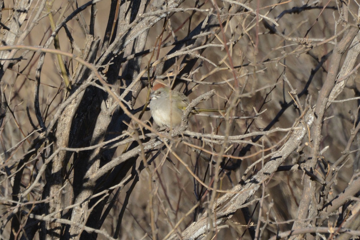 Green-tailed Towhee - ML414504251