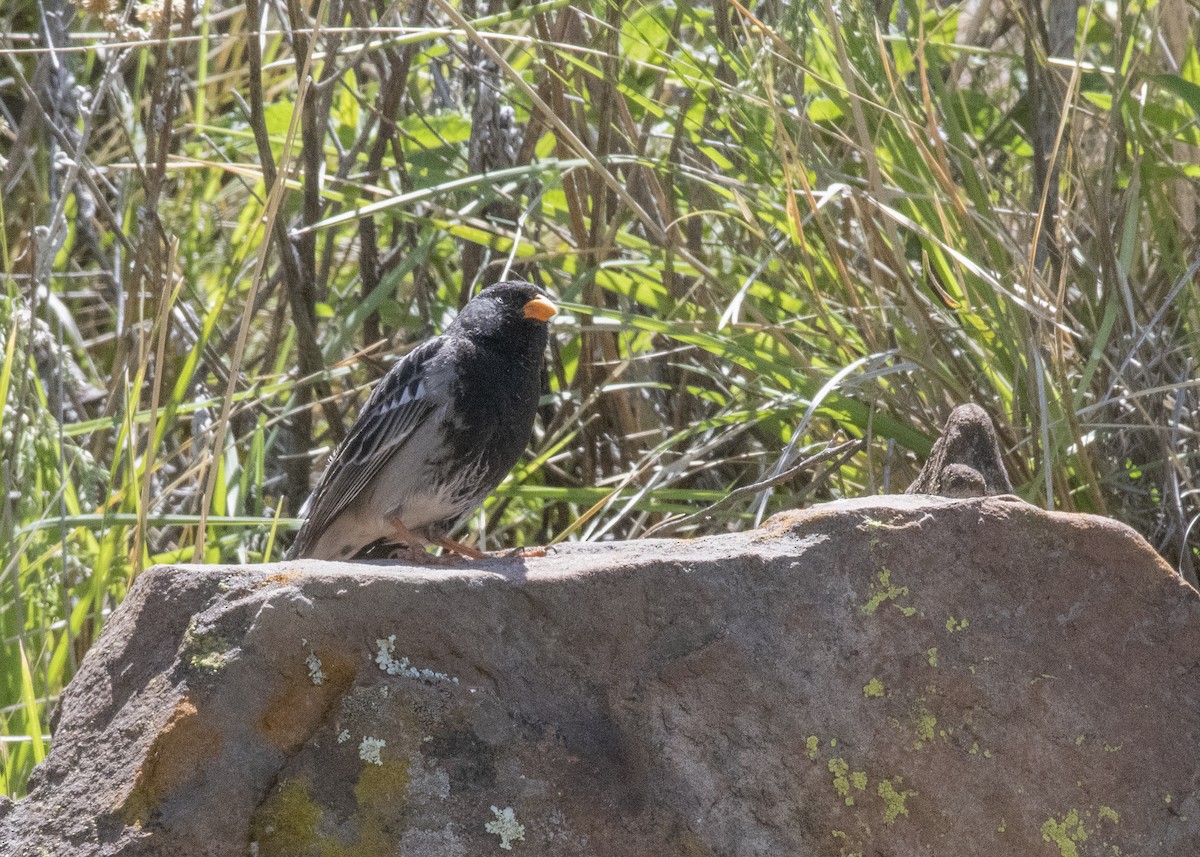 Mourning Sierra Finch - ML414504271