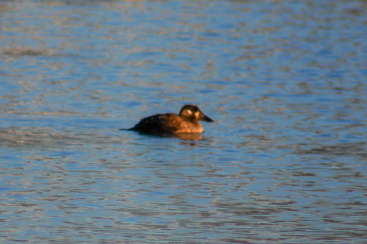 Surf Scoter - ML414504361