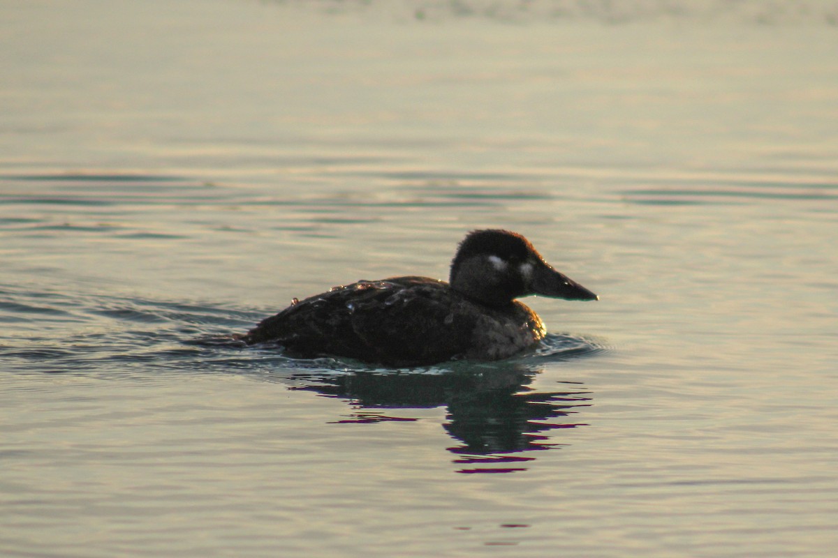 Surf Scoter - ML414504371