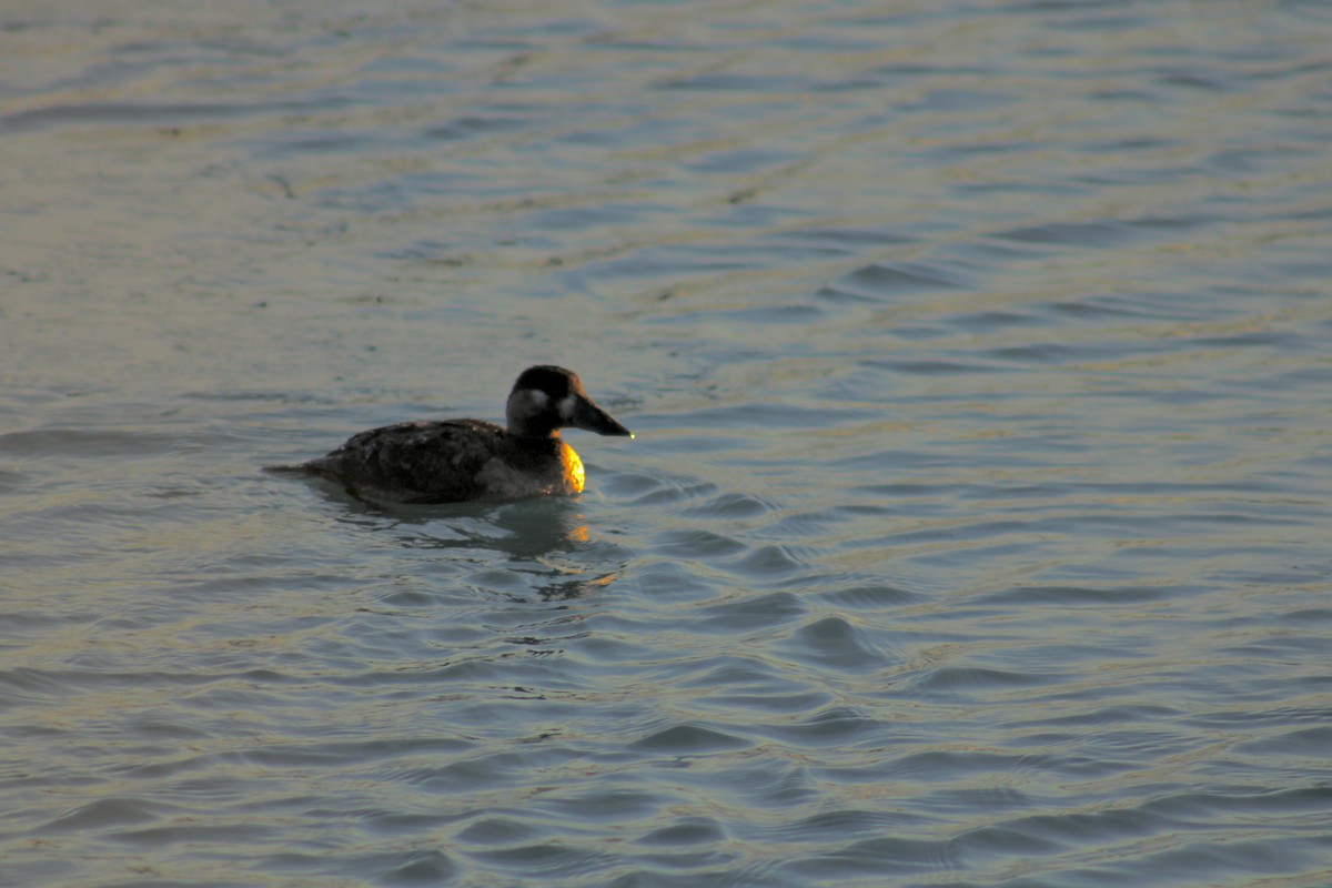 Surf Scoter - ML414504391