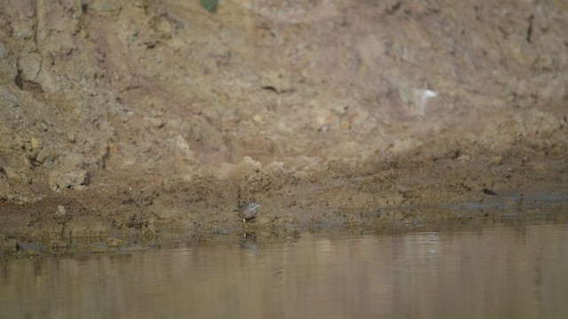 Bruant à cou gris - ML414505011