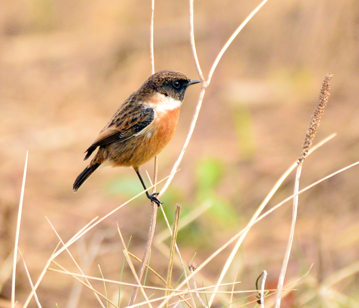 European Stonechat - ML414505021
