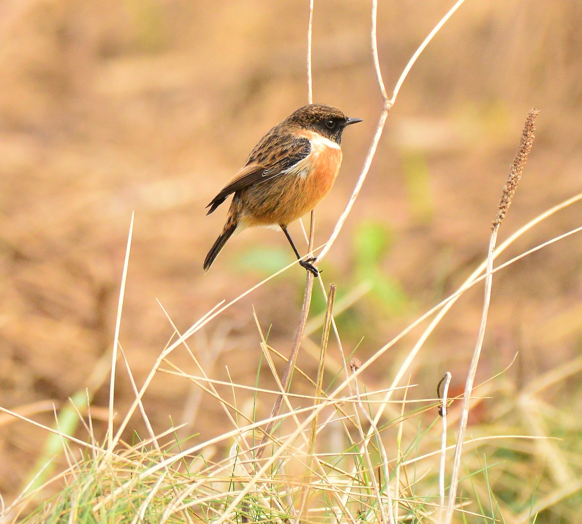 European Stonechat - ML414505061