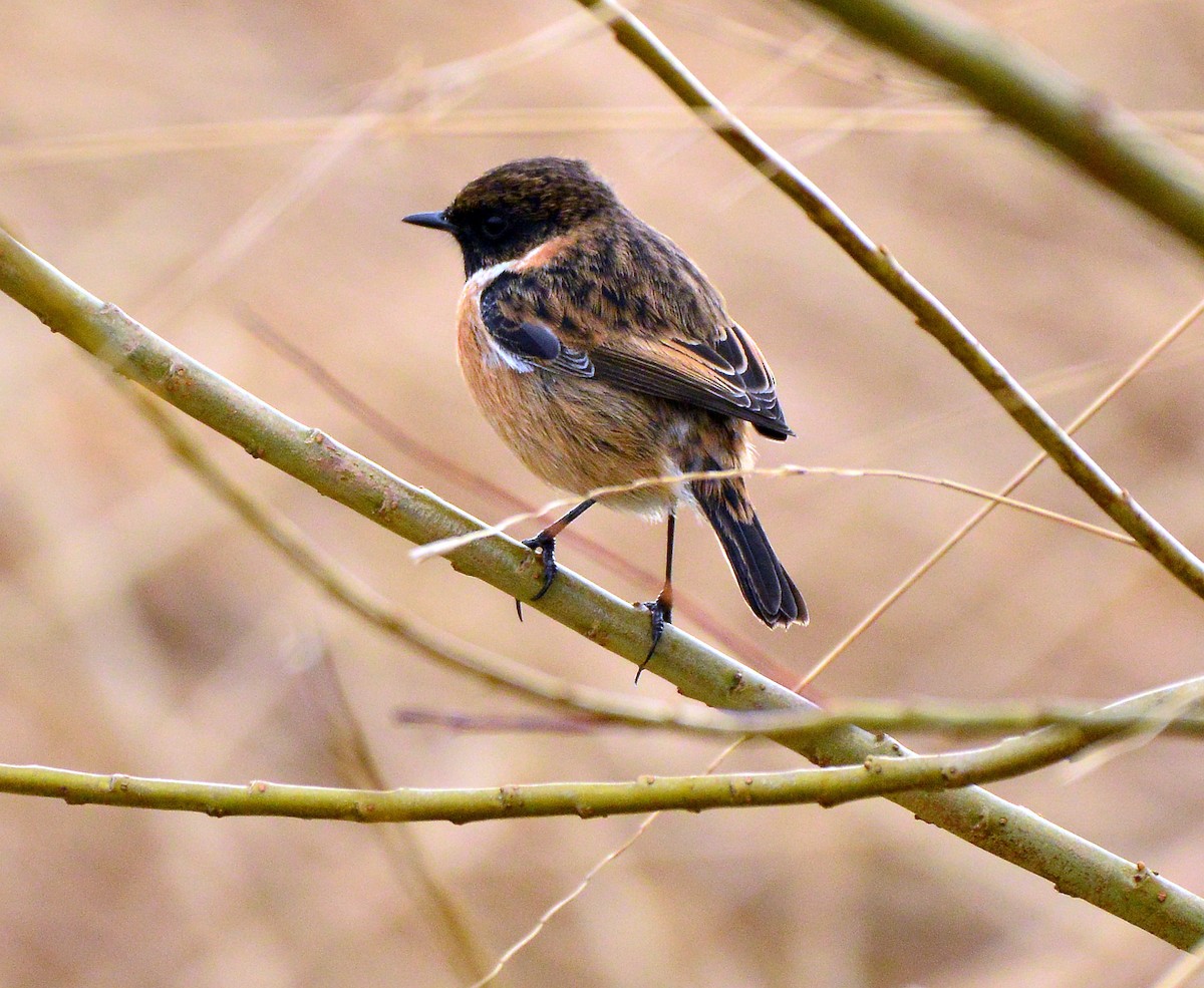 European Stonechat - ML414505091