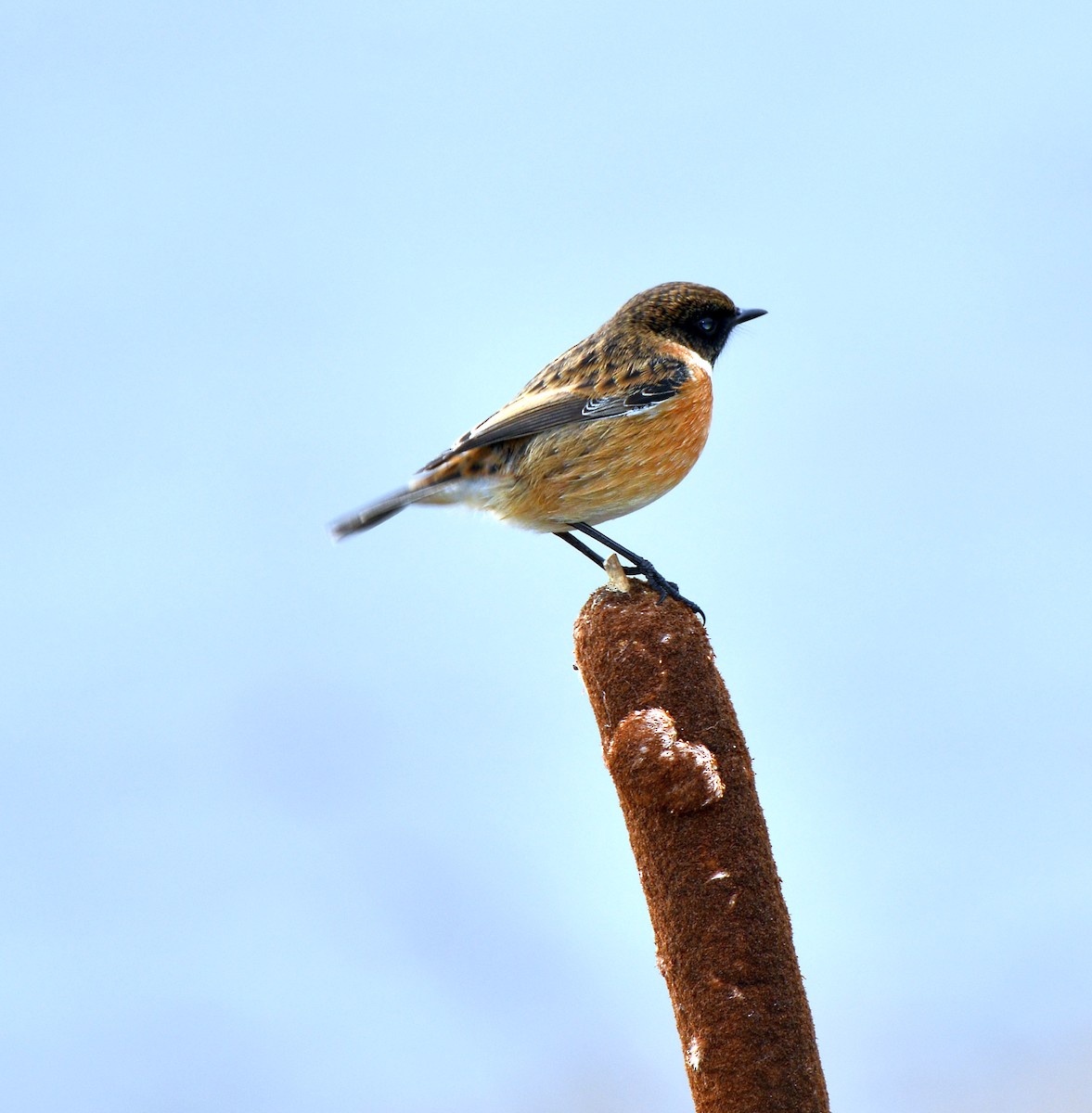 European Stonechat - ML414505101